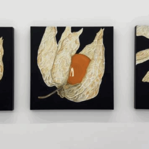 TRANSITION OF PHYSALIS Tryptich